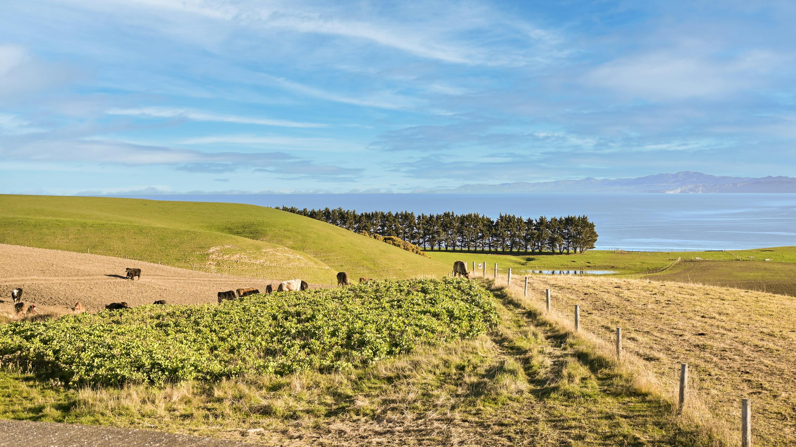 Beautiful view of farmland with cows and ocean in Kaikōura, New Zealand's scenic countryside.